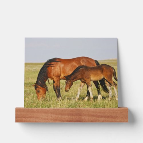 Wild Horse Mother and Colt Grazing Picture Ledge