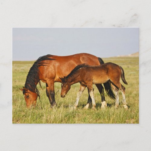 Wild Horse Mother and Colt Grazing Postcard