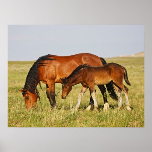 Wild Horse Mother and Colt Grazing Poster