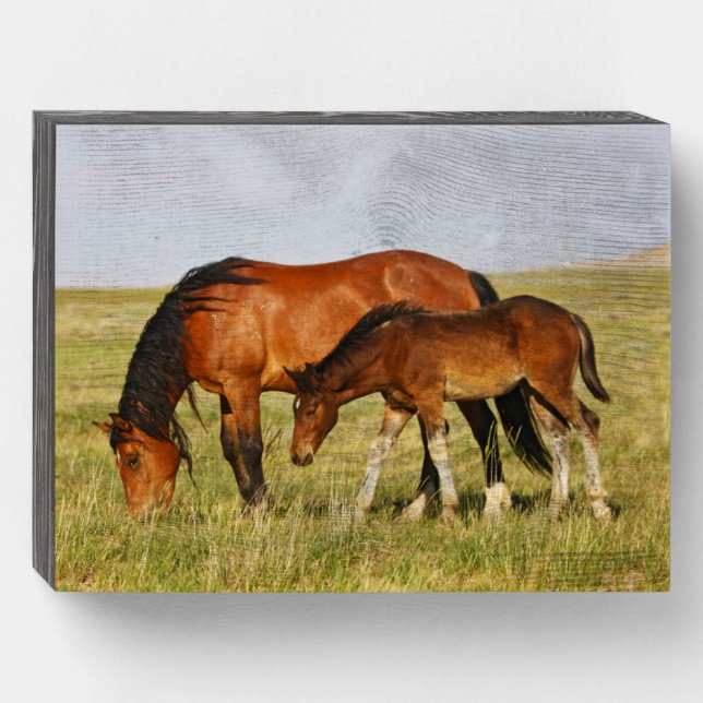 Wild Horse Mother and Colt Grazing Wooden Box Sign (Front Horizontal)
