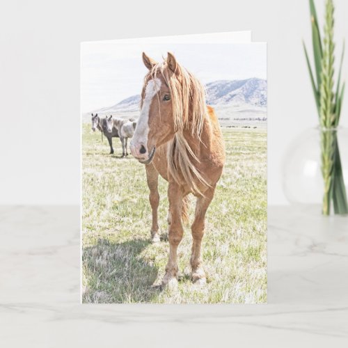 Wild Horse Mustang Greeting Card blank inside