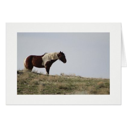 WILD HORSE OF THE ONAQUI MOUNTAINS, UTAH CARD
