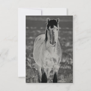 WILD HORSE OF UTAH Flat Greeting Card