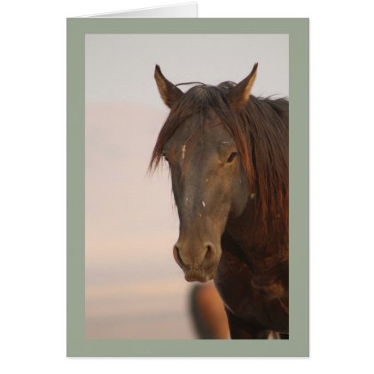 WILD HORSE OF UTAH IN WESTERN DESERT CARD