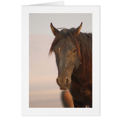 WILD HORSE OF UTAH IN WESTERN DESERT CARD