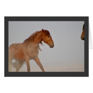 WILD HORSE OF UTAH IN WESTERN DESERT CARDS