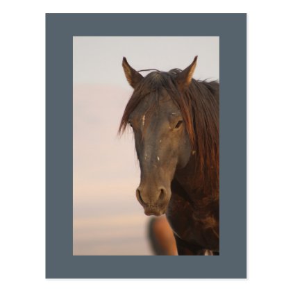 WILD HORSE OF UTAH IN WESTERN DESERT POSTCARD