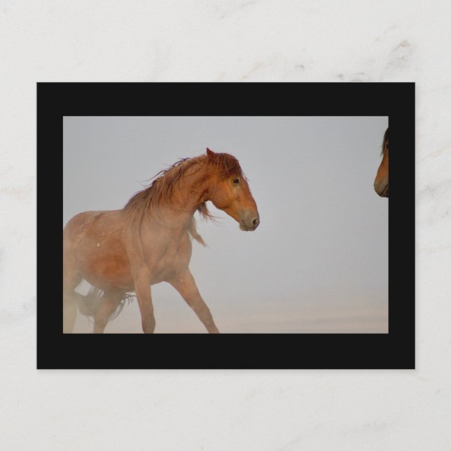 WILD HORSE OF UTAH IN WESTERN DESERT POSTCARD (Front)