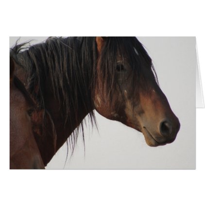 WILD HORSE OF UTAH ONAQUI HERD BLANK NOTECARD