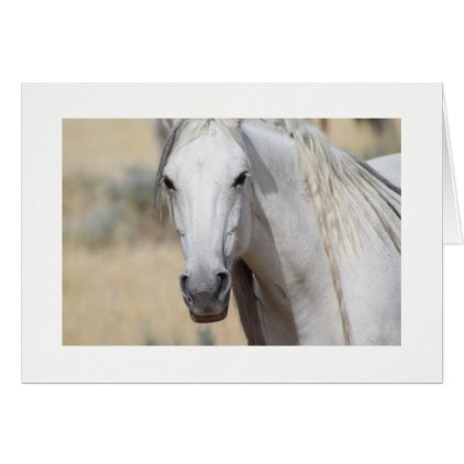 WILD HORSE OF UTAH PHOTOGRAPH CARD