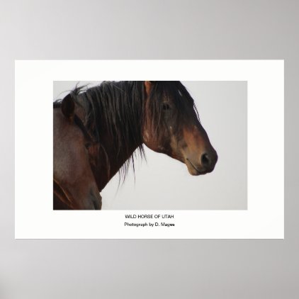 WILD HORSE OF UTAH PHOTOGRAPH POSTER