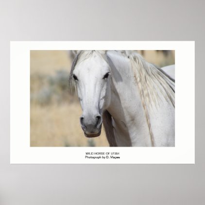 WILD HORSE OF UTAH PHOTOGRAPH POSTER