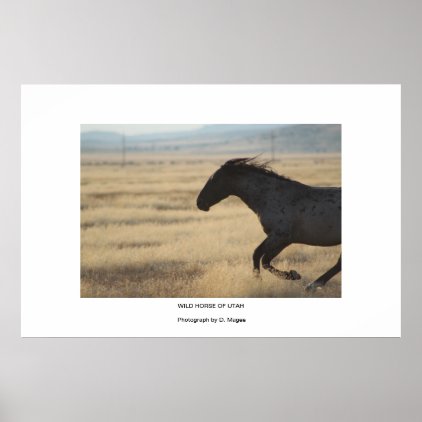 WiLD HORSE OF UTAH PHOTOGRAPH Poster