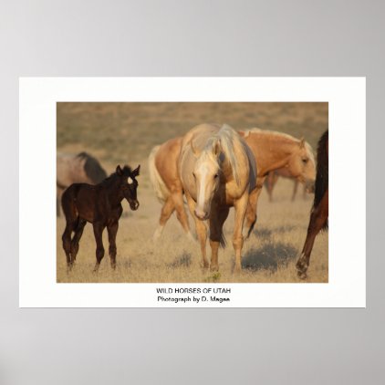 WILD HORSE OF UTAH PHOTOGRAPHS POSTER