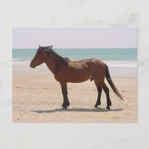 Wild Horse on the Beach Outer Banks NC Postcard