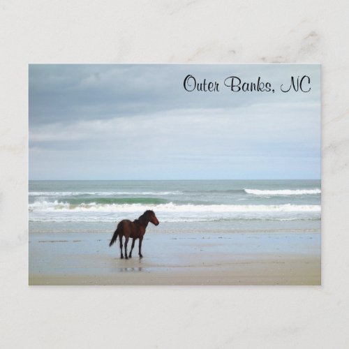 Wild Horse Outer Banks Corolla NC Postcard