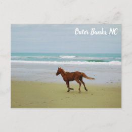 Wild Horse Outer Banks OBX NC Postcard