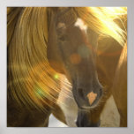 Wild Horse Photo Poster Print