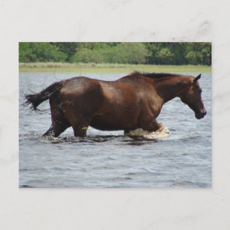 Wild Horse Postcard
