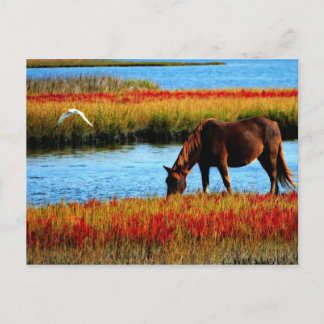 Wild horse postcard