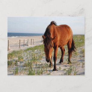 Wild Horse Postcard, Assateague Island Postcard