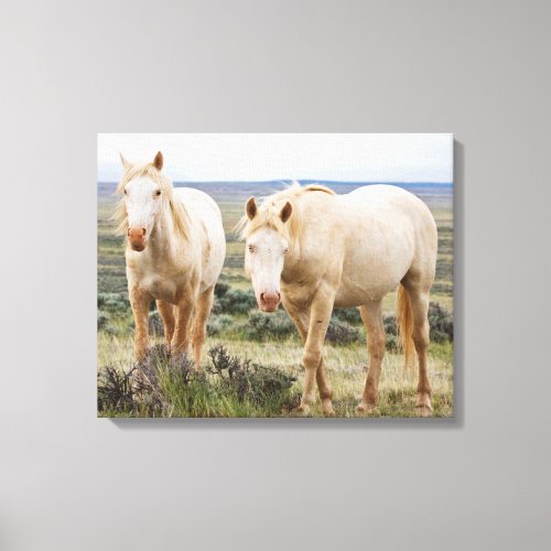 Wild Horse Roaming on the Priaire of Cody Canvas Print