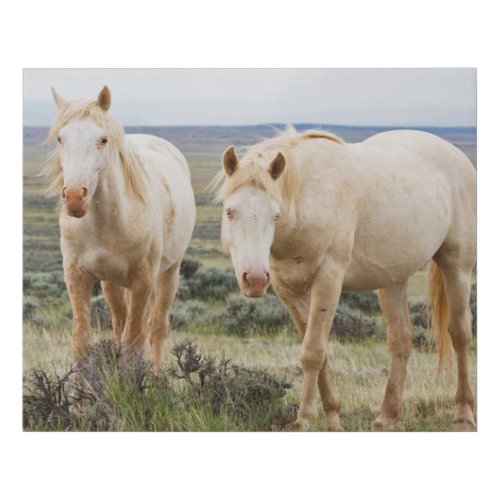 Wild Horse Roaming on the Priaire of Cody Faux Canvas Print