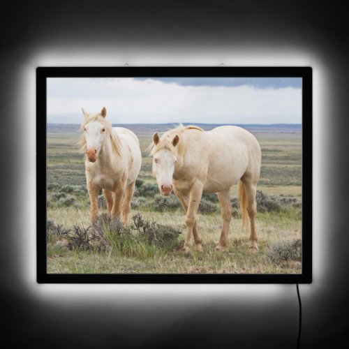 Wild Horse Roaming on the Priaire of Cody LED Sign