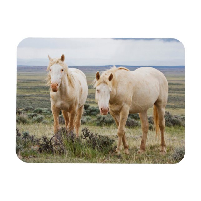 Wild Horse Roaming on the Priaire of Cody Magnet (Horizontal)