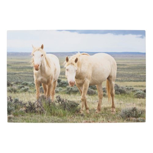 Wild Horse Roaming on the Priaire of Cody Metal Print