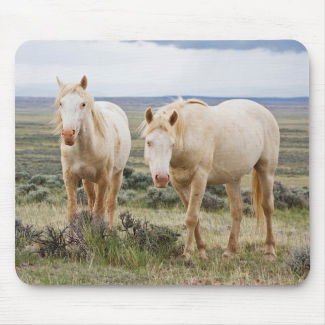 Wild Horse Roaming on the Priaire of Cody Mouse Pad (Front)
