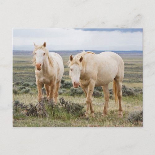 Wild Horse Roaming on the Priaire of Cody Postcard