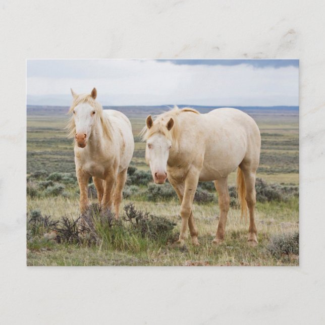 Wild Horse Roaming on the Priaire of Cody Postcard (Front)