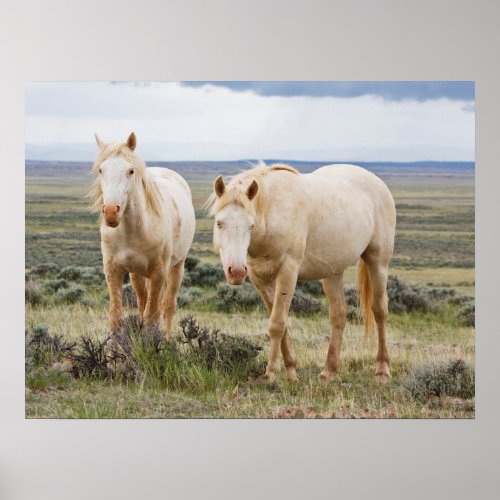 Wild Horse Roaming on the Priaire of Cody Poster