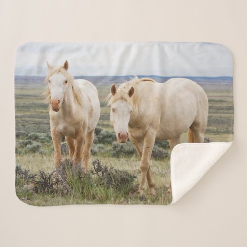 Wild Horse Roaming on the Priaire of Cody Sherpa Blanket