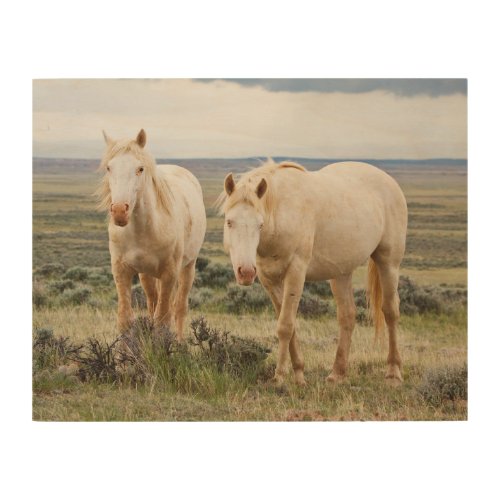 Wild Horse Roaming on the Priaire of Cody Wood Wall Art
