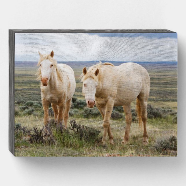 Wild Horse Roaming on the Priaire of Cody Wooden Box Sign (Front Horizontal)