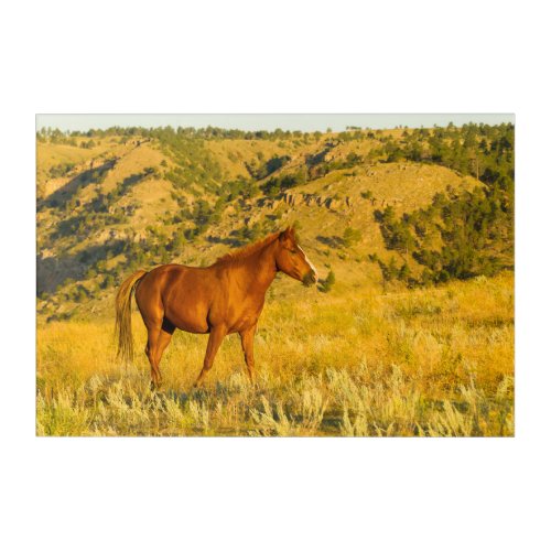 Wild Horse Sanctuary Acrylic Print