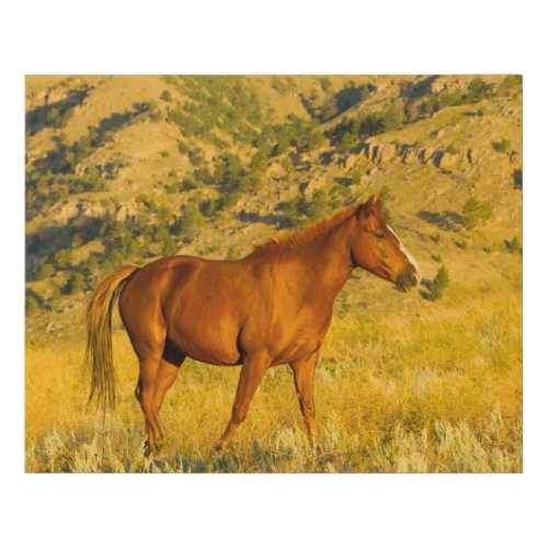 Wild Horse Sanctuary Faux Canvas Print