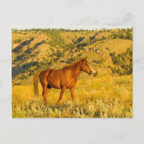 Wild Horse Sanctuary Postcard
