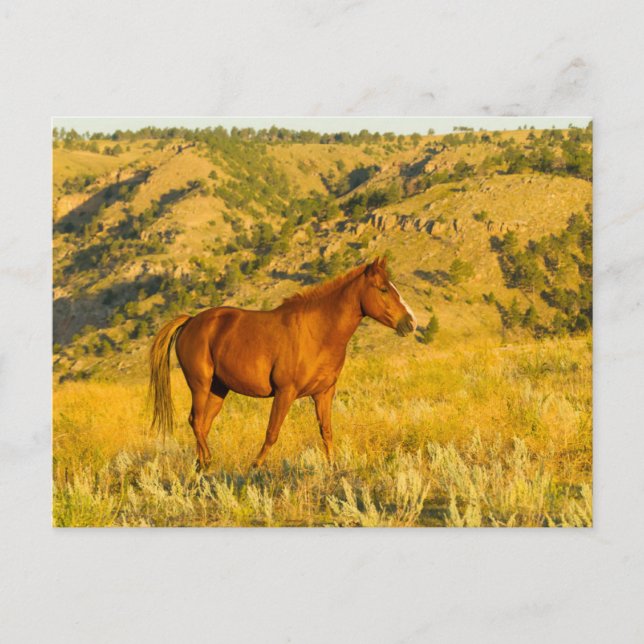 Wild Horse Sanctuary. Postcard (Front)