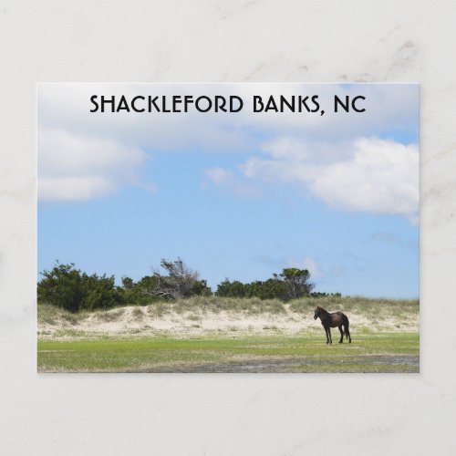 Wild Horse Shackleford Banks North Carolina Postcard