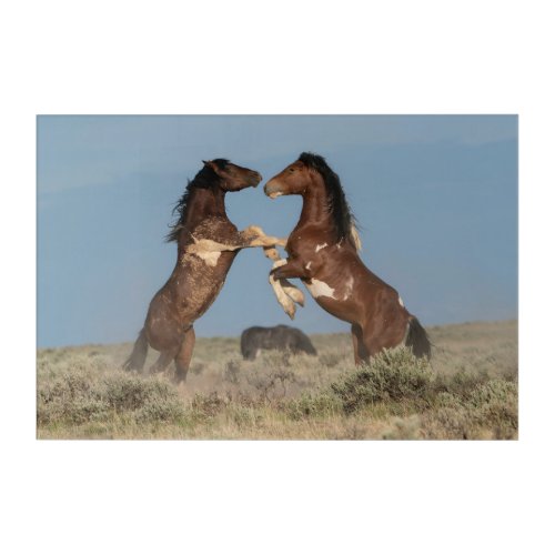 Wild Horse Stallions Fighting Acrylic Print