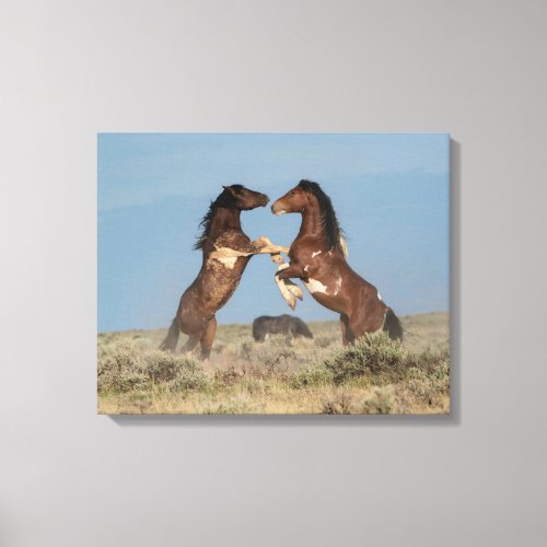 Wild Horse Stallions Fighting Canvas Print