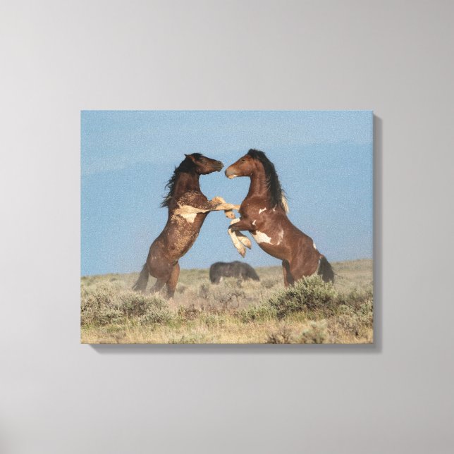 Wild Horse Stallions Fighting Canvas Print (Front)