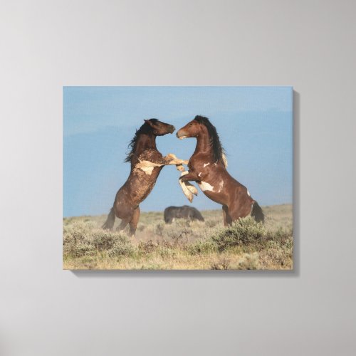 Wild Horse Stallions Fighting Canvas Print