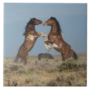 Wild Horse Stallions Fighting Ceramic Tile