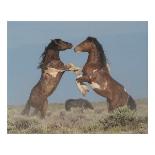 Wild Horse Stallions Fighting Faux Canvas Print