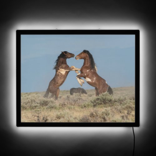 Wild Horse Stallions Fighting LED Sign