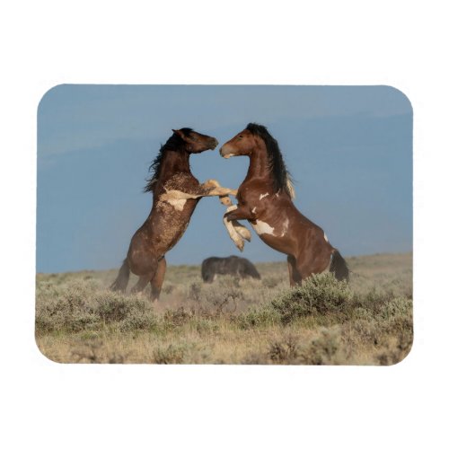 Wild Horse Stallions Fighting Magnet